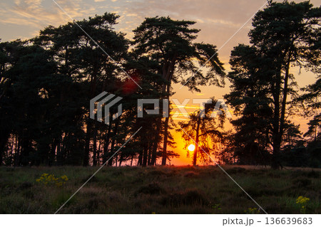 Landscape with sunset on the Veluwe 136639683