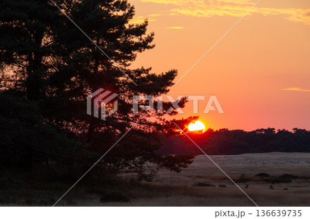 Landscape with sunset on the Veluwe 136639735