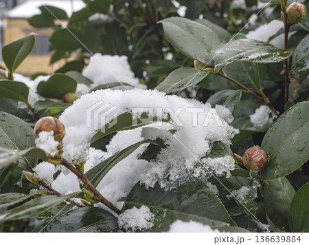 雪化粧した椿の蕾、春を待つ冬の情景 雪化粧した椿の蕾、春を待つ冬の情景 136639884