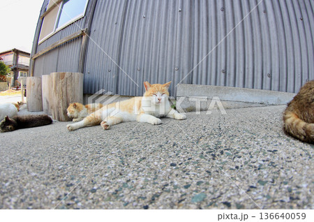 猫 猫 136640059