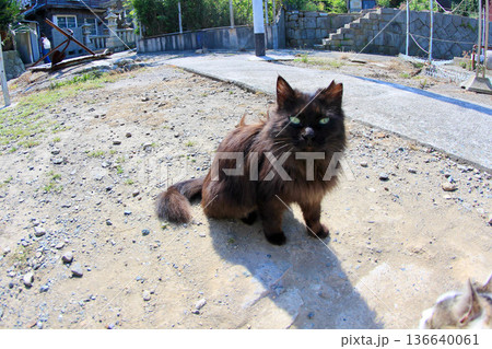 猫 136640061
