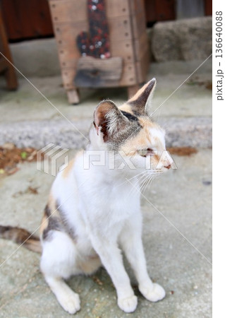 猫 136640088