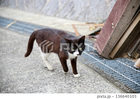 猫 猫 136640103