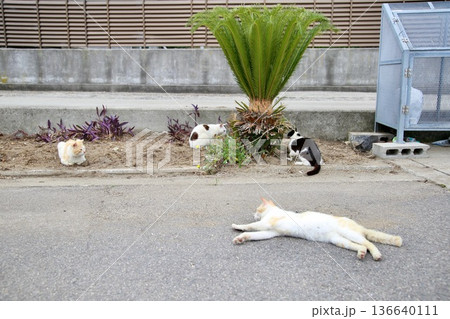 猫 136640111