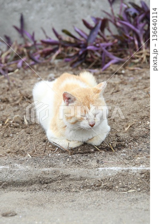 猫 猫 136640114