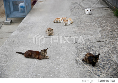 猫 猫 136640138