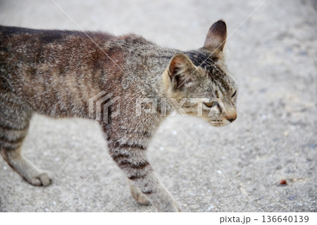 猫 猫 136640139