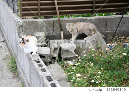 猫 136640140