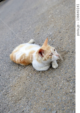 猫 猫 136640141