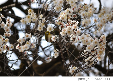 白梅の花とメジロ 早春の風景 横構図 白梅の花とメジロ 早春の風景 横構図 136640444