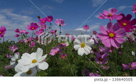 青空に咲くコスモス 沖縄県読谷村の花畑 / Cosmos flowers under a blue 青空に咲くコスモス 沖縄県読谷村の花畑 / Cosmos flowers under a blue 136640505