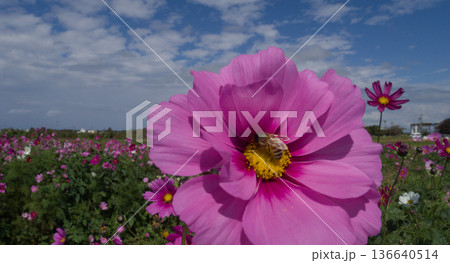 青空に咲くコスモス 沖縄県読谷村の花畑 / Cosmos flowers under a blue 青空に咲くコスモス 沖縄県読谷村の花畑 / Cosmos flowers under a blue 136640514