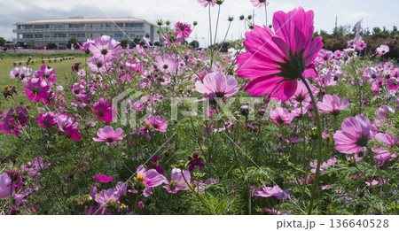 青空に咲くコスモス 沖縄県読谷村の花畑 / Cosmos flowers under a blue  136640528