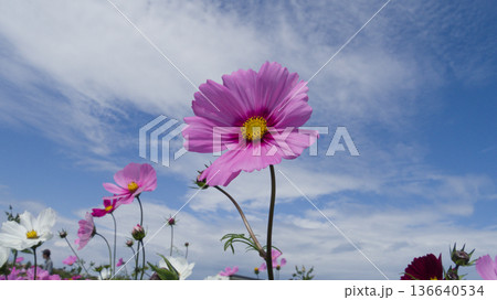 青空に咲くコスモス 沖縄県読谷村の花畑 / Cosmos flowers under a blue 青空に咲くコスモス 沖縄県読谷村の花畑 / Cosmos flowers under a blue 136640534