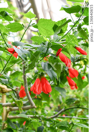 タイリンヒメフヨウ Firecracker Hibiscus タイリンヒメフヨウ Firecracker Hibiscus 136640655