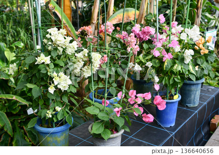 ブーゲンビリア　Bougainvillea 136640656