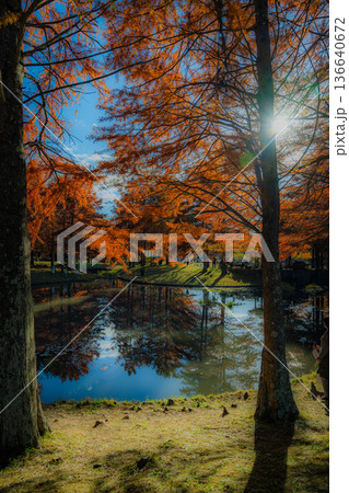 小野公園の秋 136640672