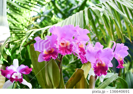 カトレア Cattleya カトレア Cattleya 136640691