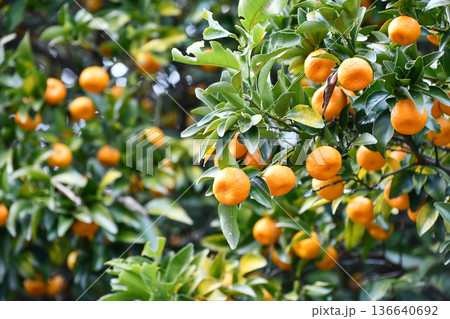 タチバナ　Citrus tachibana 136640692
