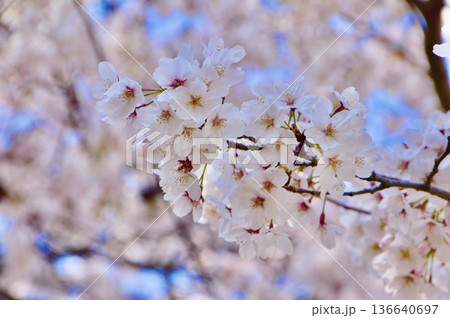 満開の桜(国立駅 付近/東京都国立市) 満開の桜(国立駅 付近/東京都国立市) 136640697