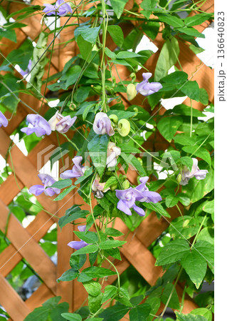 コクリアサンツス・カラカラ　Snail Flower 136640823