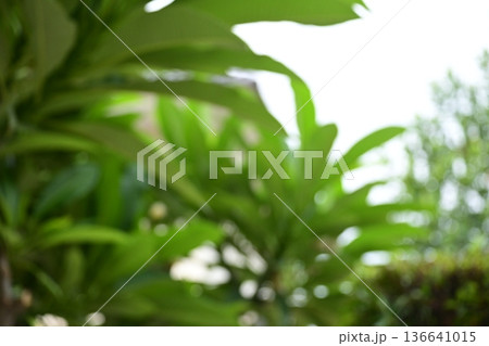 defocused beautiful green leaf texture in springtime, abstract blur natural background defocused beautiful green leaf texture in springtime, abstract blur natural background 136641015
