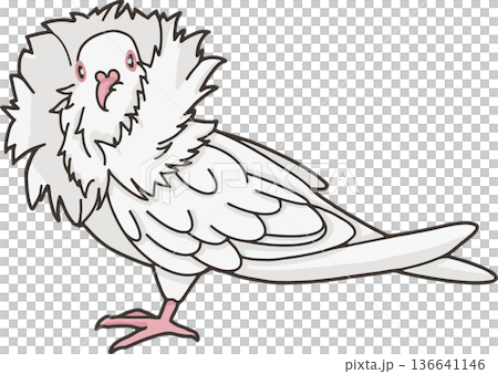 ジャコビン（観賞鳩）のイラスト（横向き・透過背景） 136641146