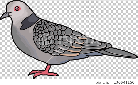 Illustration of a black-necked turtle dove (landscape, transparent background) 136641150
