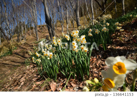 かしはら水仙郷　【大阪府柏原市安堂町】 136641153