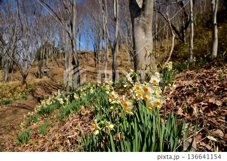 かしはら水仙郷　【大阪府柏原市安堂町】 136641154