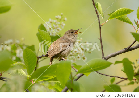 Male House wren on the blooming Choke-cherry tree in spring. 136641168