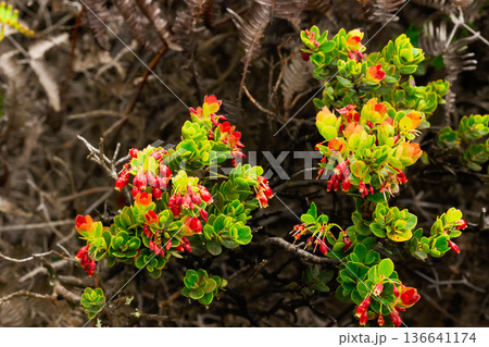 Vibrant red berries of Ohelo with green foliage on the branch. Vibrant red berries of Ohelo with green foliage on the branch. 136641174