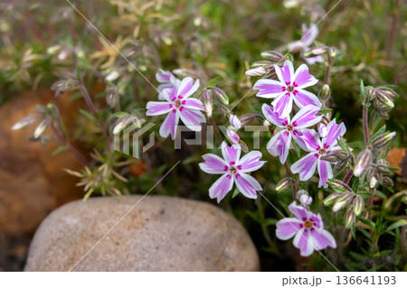 Pink moss phlox blooming around garden rocks. Pink moss phlox blooming around garden rocks. 136641193