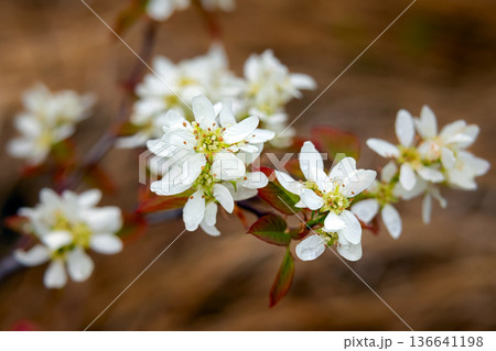 White crabapple blossom contrasting with deep red leaves. White crabapple blossom contrasting with deep red leaves. 136641198