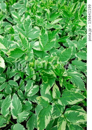 Close-up of Ground elder leaves in summer garden. Close-up of Ground elder leaves in summer garden. 136641199