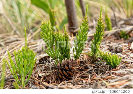 Young Equisetum Arvense Shoots on Forest Floor Young Equisetum Arvense Shoots on Forest Floor 136641200