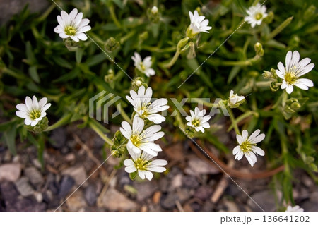 Cerastium Alpinum White Flowers in Alpine Meadow in spring. Cerastium Alpinum White Flowers in Alpine Meadow in spring. 136641202