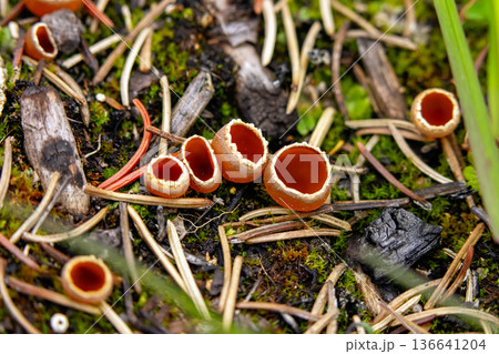 Geopyxis Carbonaria Cups on Forest Needle Floor 136641204