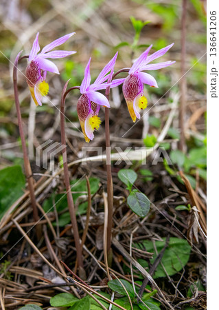 Calypso Bulbosa Flowers on Shaded Forest Floor Calypso Bulbosa Flowers on Shaded Forest Floor 136641206