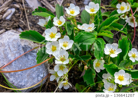 Wild Strawberry Bush Blooming in Rocky Ground in spring. Wild Strawberry Bush Blooming in Rocky Ground in spring. 136641207