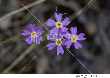 Close-up of purple Primula Mistassinica flowers in spring woodland. Close-up of purple Primula Mistassinica flowers in spring woodland. 136641209