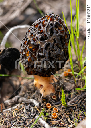 Single Morel Mushroom After Wildfire on Forest Floor 136641212