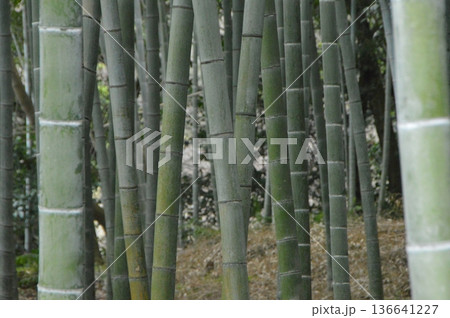 仙巌園の「江南竹林」(鹿児島県鹿児島市) 仙巌園の「江南竹林」(鹿児島県鹿児島市) 136641227