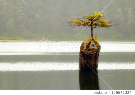 Fairy tree growing from the stump in the middle of the lake. 136641324