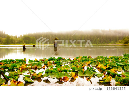 Fairy tree growing from the stump in the middle of the lake. 136641325