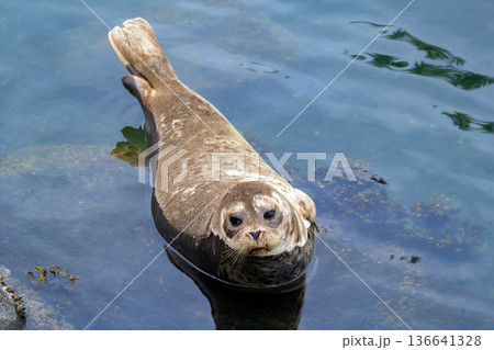 Fluffy brown baby seal is laying on the rock in the sea. 136641328