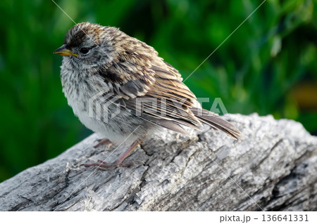 Immature Chipping sparrow sitting on a log in the summer park. 136641331
