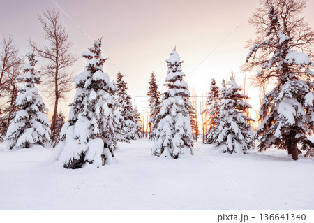 Pink and orange sunset light on snowy trees in winter. Pink and orange sunset light on snowy trees in winter. 136641340