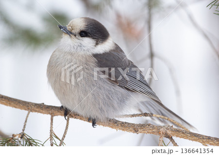 Canada jay sits on the fir branch in the snowy forest. Canada jay sits on the fir branch in the snowy forest. 136641354