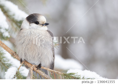 Canada jay sits on the fir branch in the snowy forest. Canada jay sits on the fir branch in the snowy forest. 136641355